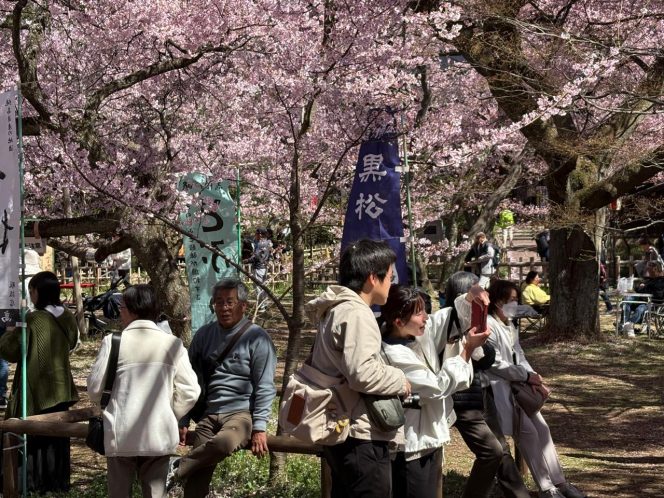 
					Takato Castle Park Dipenuhi Wisatawan Saat Sakura Mekar Sempurna