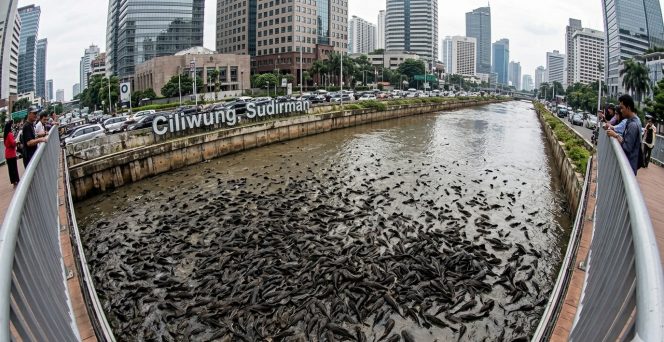 
					Gubernur Pramono Instruksikan Operasi Pembersihan Ikan Sapu-Sapu di Seluruh Jakarta