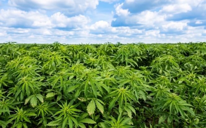 
					Polda Sumsel Bongkar Ladang Ganja 20 Hektare di Empat Lawang, Satu Tersangka Ditangkap